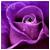 :iconlavenderbeauty37: