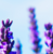 LavenderGlory :iconlavenderglory: