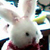 :iconlavinia13:
