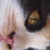 :iconlaweta: