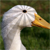 :iconlayegg: