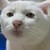 :iconlaylahmustang123: