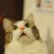 :iconlazycat2727: