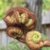 :iconlazylizzy: