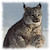 :iconlazylynx: