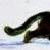 :iconlcf2000: