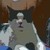 :iconle-chat-croisades: