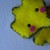 :iconle-dove: