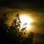 :iconle-hana: