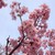 le-shadow-rose :iconle-shadow-rose: