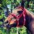 :iconlead-mare-art: