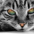LeadDragonRider :iconleaddragonrider: