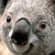 :iconleaderchocolate: