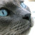 :iconleaderorriverclan: