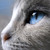 :iconleaf-fairweather: