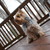 :iconleafsong11:
