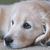 :iconleafstar13: