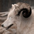 Leafstar1997 :iconleafstar1997: