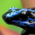 :iconleafykun: