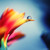 :iconleah-krafft: