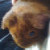 :iconleanna-angel: