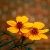 :iconLeansy: