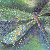 :iconleaves7000: