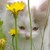 :iconleely-chan:
