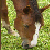 :iconleethhorses: