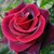:iconlegacy991: