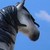 :iconlegacymodelhorses: