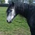 :iconlegalhorselover: