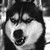 :iconlegendarycursewolf:
