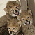 :iconleiancheetah: