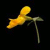 :iconleibka: