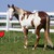 :iconleighbo56: