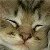 :iconleishkou: