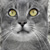 :iconleith-mantara:
