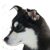 :iconleiz0rs: