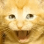 :iconlekabr: