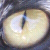 :iconLeKitty: