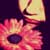 :iconlelayhalelay:
