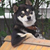 :iconlele-cakes123: