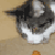 :iconlelonibunny: