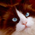 :iconlember: