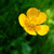 :iconlemon-sherbet: