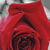 :iconlemon2000: