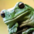 :iconlemonpeeler:
