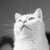 :iconlemonplop: