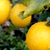 :iconlemonsgalore: